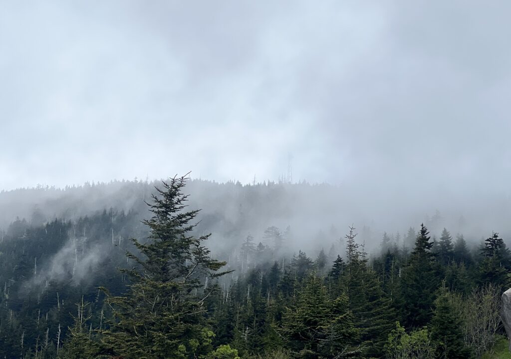 Mountain view of the smokey mountains with fog and pine trees in the background.