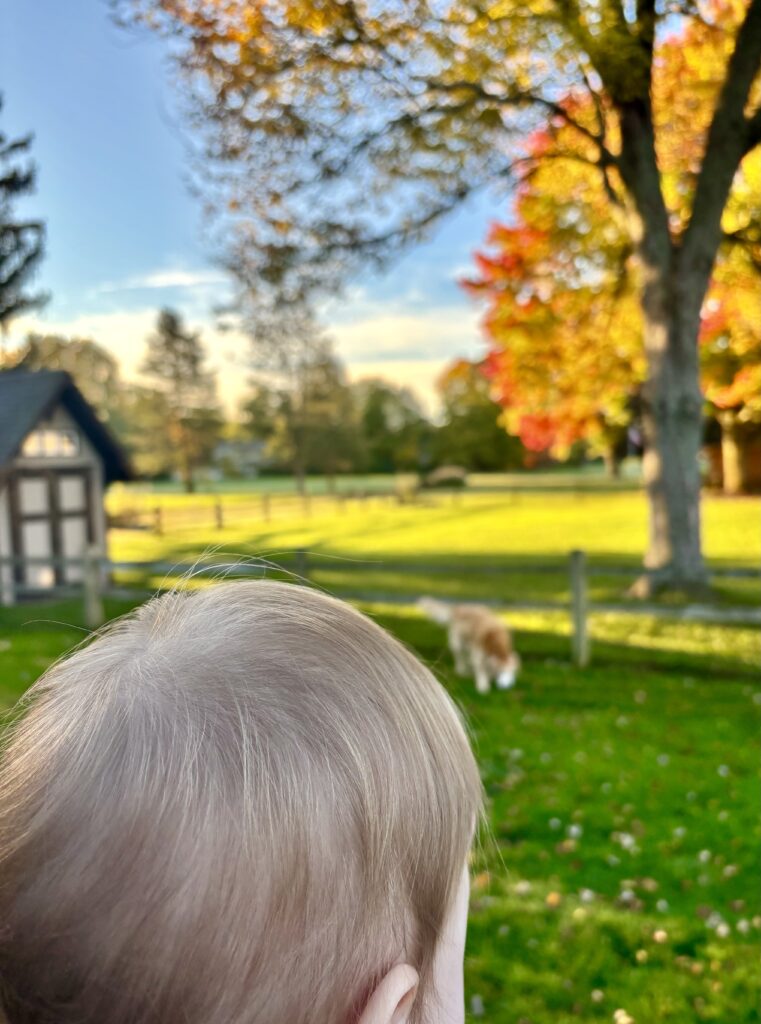 photo of a childs head turned away looking at a dog in the background with fall leaves on trees.